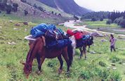 Pack Horses on a Trek - Photo provided by Himalayan Adventures, Manali