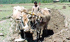 A man ploughing the fields