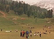 Solang Nala, above Manali, Kullu Valley