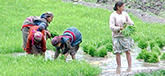 Women working in the fields