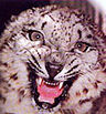 Snow Leopard