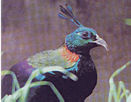 Monal (Lophophorus Impejanus)