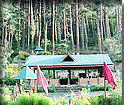 Surrounded with Deodar tress
