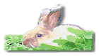 International Angora Rabbit Breeding Farm
