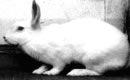 Kajal Angora Rabbitary